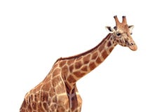 Giraffe isolated on white background Royalty Free Stock Photo Giraffe isolated on white background Royalty Free Stock Photo