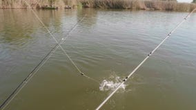 One of Three Fishing Rods is Pulled Out with Catfish. Fishing in