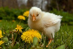 One Week Old Chicken Male, From The Hedemora Breed In Sweden. Stock Photos
