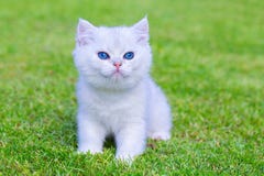 One White Kitten Sitting On Green Grass Royalty Free Stock Photography One White Kitten Sitting On Green Grass Royalty Free Stock Photography