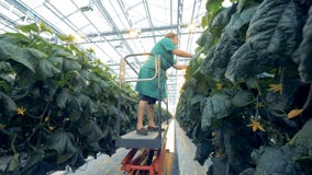 One woman looks for cucumbers at a greenhouse. stock video One woman looks for cucumbers at a greenhouse. stock video