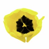 One yellow tulip isolated on white background royalty free stock images One yellow tulip isolated on white background royalty free stock images
