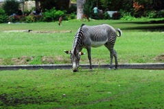 One Zebra grazing in zoo in nuremberg stock images One Zebra grazing in zoo in nuremberg stock images