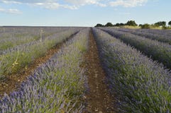 Oneindige Rijen van Lavendel in een Brihuega Weide Aard, Installaties, Geuren, Landschappen royalty-vrije stock foto Oneindige Rijen van Lavendel in een Brihuega Weide Aard, Installaties, Geuren, Landschappen royalty-vrije stock foto