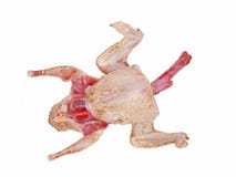 Ongekookte duifvogel. Geïsoleerd. stock afbeeldingen Ongekookte duifvogel. Geïsoleerd. stock afbeeldingen