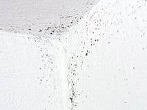 Ongezonde vorm, vorm binnenshuis, condensatie detail royalty-vrije stock afbeelding Ongezonde vorm, vorm binnenshuis, condensatie detail royalty-vrije stock afbeelding