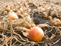 Onion. Stock Images