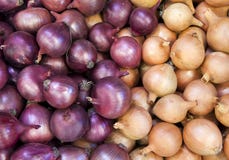Onion Royalty Free Stock Photo
