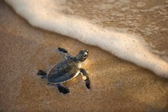 Onlangs uitgebroede babyschildpad naar de oceaan Stock Foto's Onlangs uitgebroede babyschildpad naar de oceaan Stock Foto's