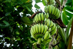Onrijpe groene banaanbos Royalty-vrije Stock Afbeelding Onrijpe groene banaanbos Royalty-vrije Stock Afbeelding