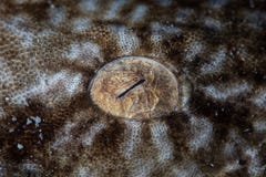Oog van de Haai van Tasseled Wobbegong stock fotografie Oog van de Haai van Tasseled Wobbegong stock fotografie