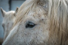Oog van een gevlekt grijs of wit paard royalty-vrije stock foto Oog van een gevlekt grijs of wit paard royalty-vrije stock foto