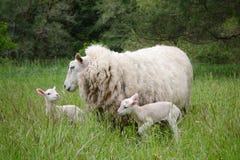 Ooi met tweelinglammeren stock afbeeldingen Ooi met tweelinglammeren stock afbeeldingen