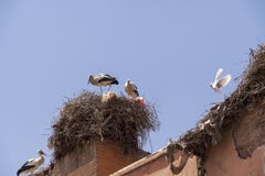 Ooievaars die op een dak in Marrakech nestelen royalty-vrije stock foto's Ooievaars die op een dak in Marrakech nestelen royalty-vrije stock foto's