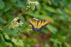 Oostelijk Tiger Swallowtail Feeding op Wit Bloeiend Bush stock afbeeldingen Oostelijk Tiger Swallowtail Feeding op Wit Bloeiend Bush stock afbeeldingen