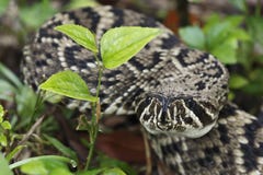 Oostelijke Diamondback-Ratelslang in het Nationale Park van Everglades, Florida royalty-vrije stock afbeelding Oostelijke Diamondback-Ratelslang in het Nationale Park van Everglades, Florida royalty-vrije stock afbeelding