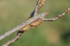 Ootheca Mantis On The Branches Of A Tree. The Eggs Of The Insect Laid In The Cocoon For The Winter Are Laid Royalty Free Stock Photos Ootheca Mantis On The Branches Of A Tree. The Eggs Of The Insect Laid In The Cocoon For The Winter Are Laid Royalty Free Stock Photos