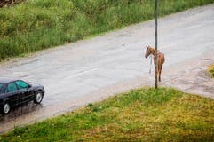 Op de weg stock afbeeldingen Op de weg stock afbeeldingen