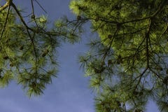 Op mening van pijnboombomen en duidelijke blauwe hemel met duidelijk zichtbare denneappels Stock Foto's Op mening van pijnboombomen en duidelijke blauwe hemel met duidelijk zichtbare denneappels Stock Foto's
