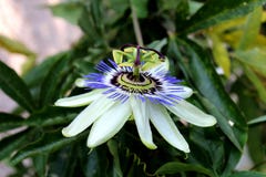 Open blooming beautiful unusual Passion fruit or Passiflora edulis flower pointing towards sun surrounded with dark green thick stock photography Open blooming beautiful unusual Passion fruit or Passiflora edulis flower pointing towards sun surrounded with dark green thick stock photography