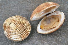 Open and closed clam in close-up