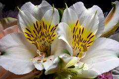 Open flower of white alstroemeria in bouquet royalty free stock photo Open flower of white alstroemeria in bouquet royalty free stock photo