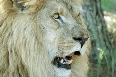 Open Mouth Lion Royalty Free Stock Image