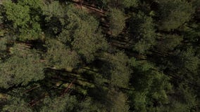 Opini?n del ojo de p?jaro del tiro a?reo del bosque verde hermoso Visi?n a?rea 4K La cámara vuela sobre el bosque conífero almacen de metraje de vídeo Opini?n del ojo de p?jaro del tiro a?reo del bosque verde hermoso Visi?n a?rea 4K La cámara vuela sobre el bosque conífero almacen de metraje de vídeo