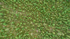 Opini?n superior a?rea los abetos verdes del verano hermoso en bosque fotografía de archivo libre de regalías Opini?n superior a?rea los abetos verdes del verano hermoso en bosque fotografía de archivo libre de regalías