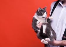 Opinião colhida o homem na camisa e no suspender com o gato cinzento adorável no fundo alaranjado foto de stock royalty free Opinião colhida o homem na camisa e no suspender com o gato cinzento adorável no fundo alaranjado foto de stock royalty free