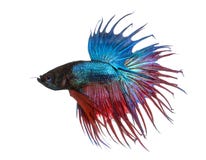 Opinião lateral um peixe de combate Siamese, splendens de Betta, isolados Foto de Stock Opinião lateral um peixe de combate Siamese, splendens de Betta, isolados Foto de Stock