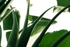 Opinión de ángulo bajo de la hoja del plátano, fondo tropical de la textura del bosque de la naturaleza imágenes de archivo libres de regalías Opinión de ángulo bajo de la hoja del plátano, fondo tropical de la textura del bosque de la naturaleza imágenes de archivo libres de regalías