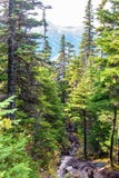 Opinión del paisaje de una corriente rodeada por los árboles y las montañas alpinos en el fondo imágenes de archivo libres de regalías Opinión del paisaje de una corriente rodeada por los árboles y las montañas alpinos en el fondo imágenes de archivo libres de regalías