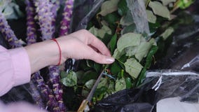 Opinión del primer el florista en el trabajo: los cortes de la mujer empaquetaron rosas en una floristería foto de archivo Opinión del primer el florista en el trabajo: los cortes de la mujer empaquetaron rosas en una floristería foto de archivo