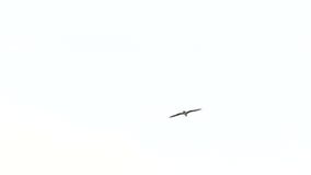 Opinión del primer del vuelo del pájaro en el cielo blanco sobre la ciudad hermosa Roma en Italia metrajes Opinión del primer del vuelo del pájaro en el cielo blanco sobre la ciudad hermosa Roma en Italia metrajes