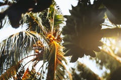 Opinión inclinable del cambio la palma de Cocos y plátanos inmaduros Fotografía de archivo libre de regalías Opinión inclinable del cambio la palma de Cocos y plátanos inmaduros Fotografía de archivo libre de regalías