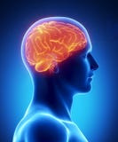 Opinión lateral que brilla intensamente del cerebro humano stock de ilustración Opinión lateral que brilla intensamente del cerebro humano stock de ilustración