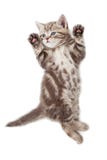 Opinión superior del gato divertido del gatito que miente en la parte posterior aislada imagenes de archivo Opinión superior del gato divertido del gatito que miente en la parte posterior aislada imagenes de archivo