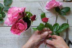 Opinión superior el decorador de sexo femenino que arregla rosas en la tabla de madera imágenes de archivo libres de regalías Opinión superior el decorador de sexo femenino que arregla rosas en la tabla de madera imágenes de archivo libres de regalías