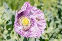 Opium poppy flower with bee stock photography Opium poppy flower with bee stock photography