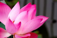 Opne Lotus Flower aisló imagenes de archivo Opne Lotus Flower aisló imagenes de archivo