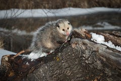Opossum Didelphimorphia στο κούτσουρο που φαίνεται χαριτωμένο Στοκ εικόνα με δικαίωμα ελεύθερης χρήσης Opossum Didelphimorphia στο κούτσουρο που φαίνεται χαριτωμένο Στοκ εικόνα με δικαίωμα ελεύθερης χρήσης