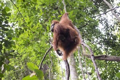 Orang-outan dans la jungle sumatra photos libres de droits Orang-outan dans la jungle sumatra photos libres de droits