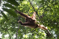 Orang-outan dans la jungle sumatra images stock Orang-outan dans la jungle sumatra images stock