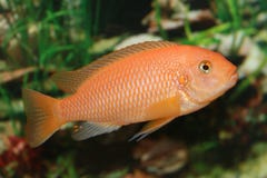 pregnant red zebra cichlid pregnant red zebra cichlid