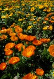 Orange And Yellow Flower Meadow Stock Images