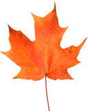 Orange Autumn Leaf Stock Photos