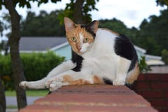 Feral Calico Cat Laying Down Staring At Me Stock Photo Megapixl Feral Calico Cat Laying Down Staring At Me Stock Photo Megapixl