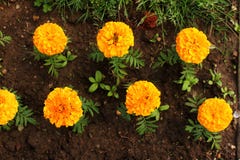 Orange blühende Blumen und Knospen, die im Blumenbeet wachsen orange Blumen in der Grund-, Draufsicht stockfotos Orange blühende Blumen und Knospen, die im Blumenbeet wachsen orange Blumen in der Grund-, Draufsicht stockfotos
