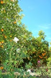 Orange Blüte und Orangen unter dem Sonnenlicht Lizenzfreie Stockbilder Orange Blüte und Orangen unter dem Sonnenlicht Lizenzfreie Stockbilder